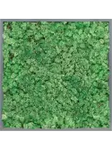 CMSS00798