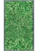 CMSS00799