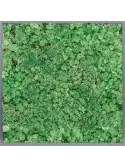 CMSS00800