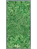 CMSS00801