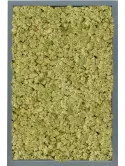 CMSS00803