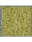 CMSS00804