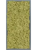 CMSS00805