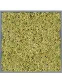 CMSS00806