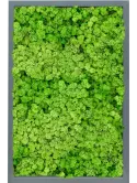 CMSS00819