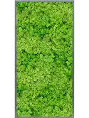 CMSS00825
