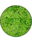 CMSS00858