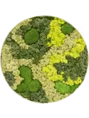 CMSS00879