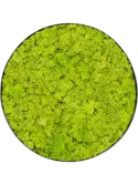 CMSS01123