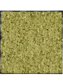 CMSS01216