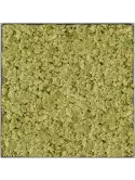 CMSS01296