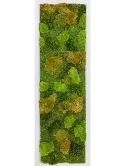 CMSS01443