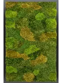 CMSS01447