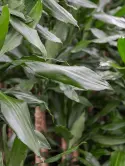 Fragrans