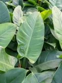 Imperial_green
