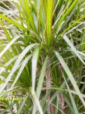 Marginata