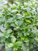Microcarpa_compacta