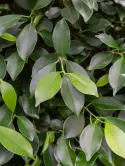 Nitida