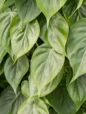 Scandens
