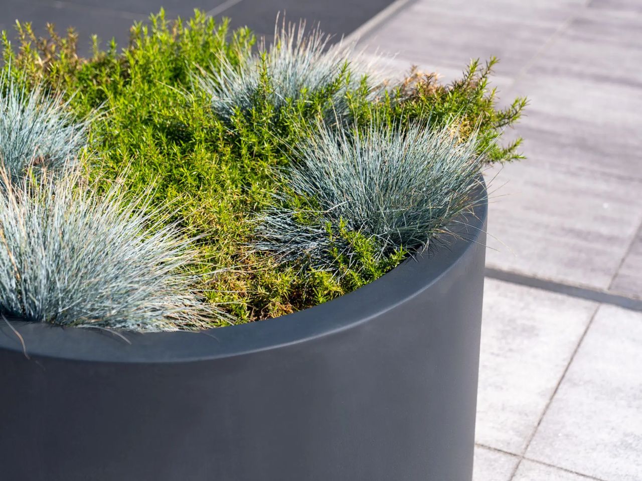 Buitenplant met plantenbak
