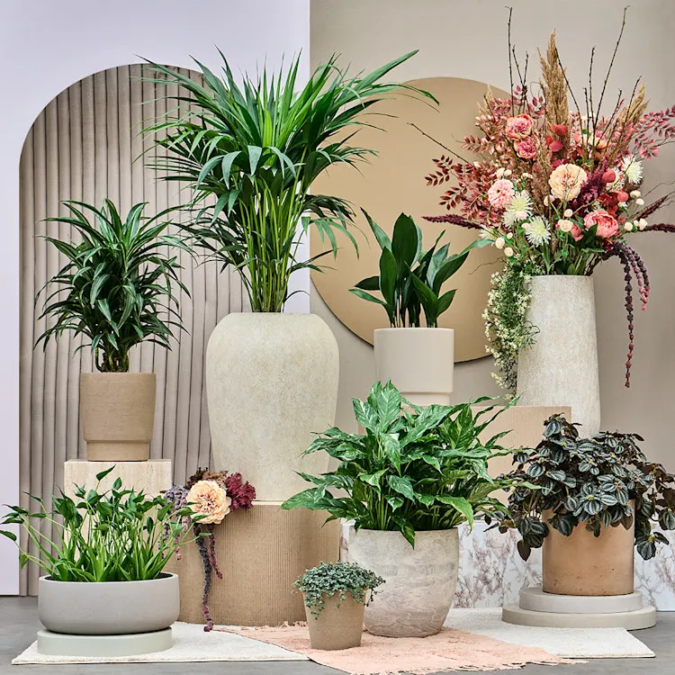 Plantenbakken met planten