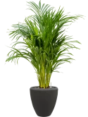 Dypsis (Areca) lutescens in Baq Polystone Plain Grond (Vulkastrat) Grond (Vulkastrat)