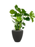 Monstera deliciosa in Baq Polystone Plain Grond (Vulkastrat)
