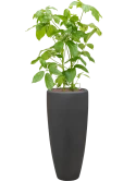 Schefflera actinophylla 'Amate' in Baq Polystone Plain Hydrocultuur
