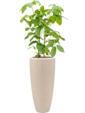 Schefflera actinophylla 'Amate' in Baq Polystone Plain Hydrocultuur