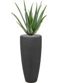 Aloe vera barbadensis in Baq Polystone Plain Grond (Vulkastrat)