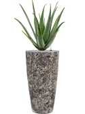 Aloe vera barbadensis in Baq Lava Grond (Vulkastrat)
