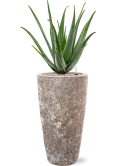 Aloe vera barbadensis in Baq Lava Grond (Vulkastrat)