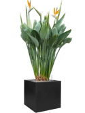 Strelitzia reginae in Fiberstone Grond (Vulkastrat)