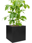 Schefflera actinophylla 'Amate' in Fiberstone Hydrocultuur Hydrocultuur
