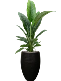 Spathiphyllum 'Sensation' in Capi Nature Rib NL Grond (Vulkastrat)