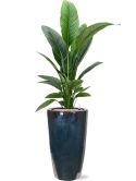 Spathiphyllum 'Sensation' in Plain Grond (Vulkastrat)