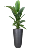 Spathiphyllum 'Sensation' in Plain Grond (Vulkastrat)