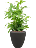 Dracaena surculosa in Baq Polystone Plain Hydrocultuur