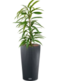 Ficus binnendijkii 'Amstel King' in Lechuza Cilindro 23 Hydrocultuur