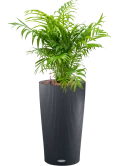 Chamaedorea elegans in Lechuza Cilindro 23 Hydrocultuur