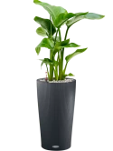 Strelitzia nicolai in Lechuza Cilindro 23 Grond (Vulkastrat) Grond (Vulkastrat)