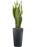 Sansevieria trifasciata 'Laurentii' in Lechuza Cilindro 23 Hydrocultuur Hydrocultuur