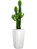 Euphorbia erytrea in Lechuza Cubico Grond (Vulkastrat) Grond (Vulkastrat)