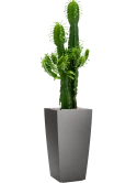 Euphorbia erytrea in Lechuza Cubico Grond (Vulkastrat) Grond (Vulkastrat)