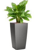 Aglaonema 'Stripes' in Lechuza Cubico Hydrocultuur Hydrocultuur