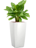 Aglaonema 'Stripes' in Lechuza Cubico Hydrocultuur Hydrocultuur