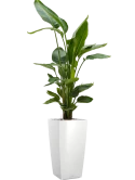 Strelitzia nicolai in Lechuza Cubico Grond (Vulkastrat) Grond (Vulkastrat)