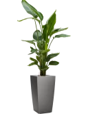 Strelitzia nicolai in Lechuza Cubico Grond (Vulkastrat) Grond (Vulkastrat)