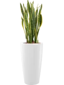 Sansevieria trifasciata 'Laurentii' in Lechuza Rondo Hydrocultuur Hydrocultuur