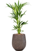 Kentia (Howea) forsteriana in Baq Opus Hit Hydrocultuur